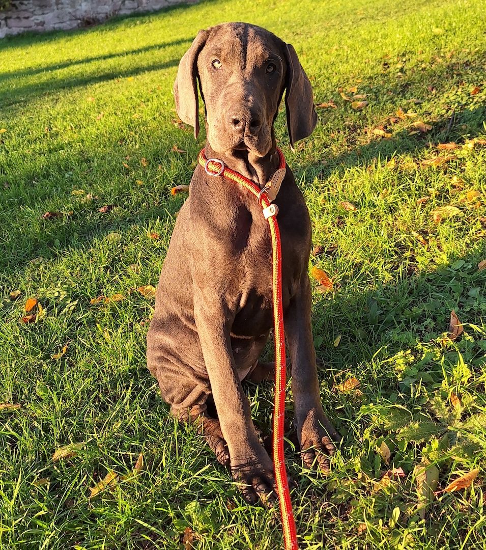Dobermann Welpen in Blue & Rust und Blue Melanistic Dobermann Welpen in Blue & Rust und Blue Melanistic