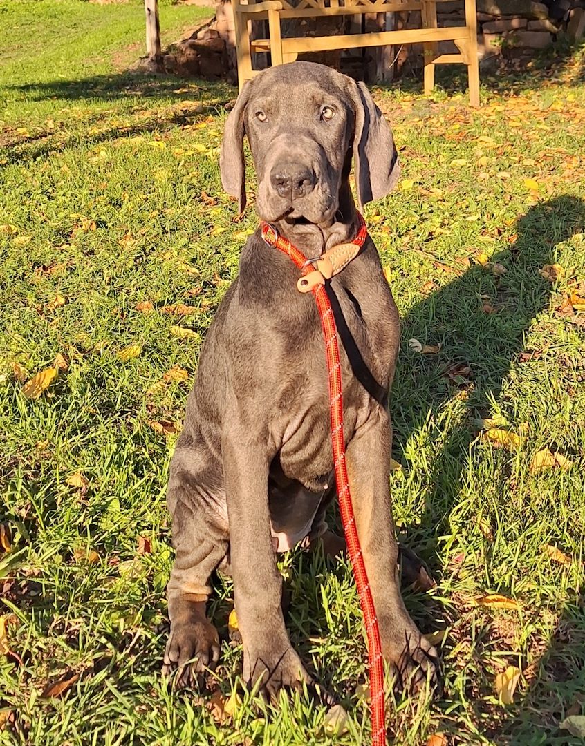 Dobermann Welpen in Blue & Rust und Blue Melanistic Dobermann Welpen in Blue & Rust und Blue Melanistic