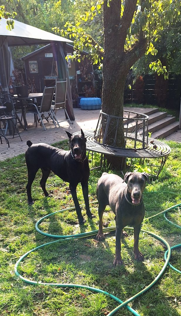 Dobermann Welpen in Blue & Rust und Blue Melanistic Dobermann Welpen in Blue & Rust und Blue Melanistic