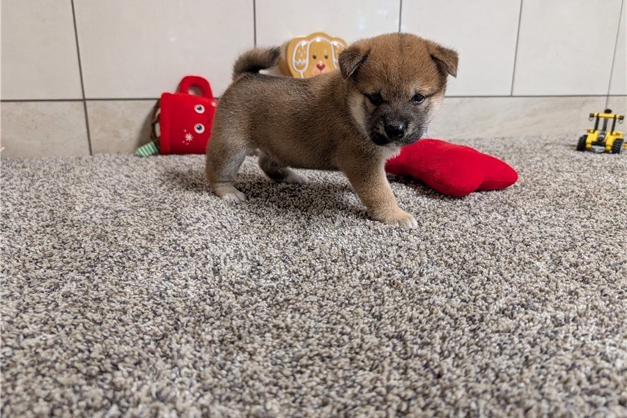 Shiba Inu-Welpen zur Adoption verfügbar