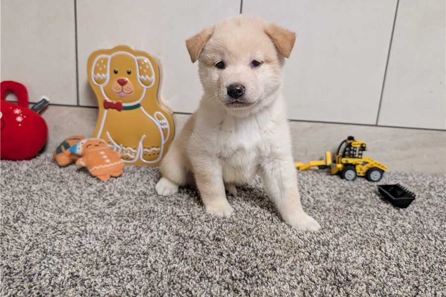 Shiba Inu-Welpen zur Adoption verfügbar