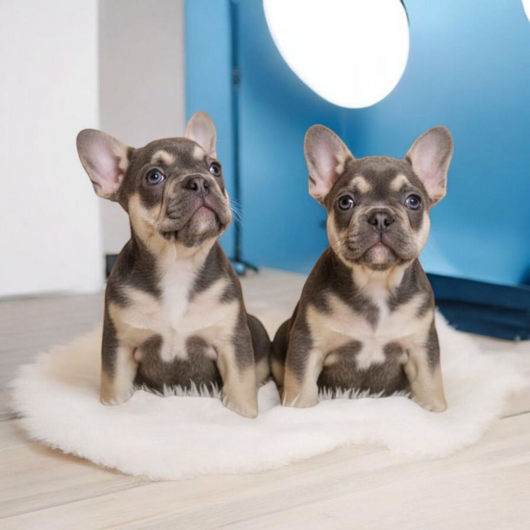 Französische Bulldog Welpen Französische Bulldog Welpen