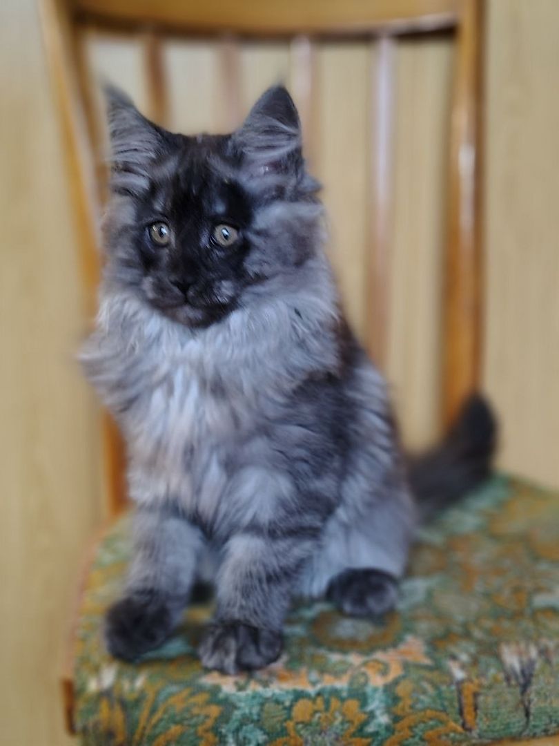 Reinrassige Maine Coon Kätzchen mit Stammbaum (WCF) Reinrassige Maine Coon Kätzchen mit Stammbaum (WCF)