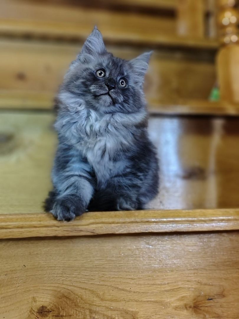 Reinrassige Maine Coon Kätzchen mit Stammbaum (WCF) Reinrassige Maine Coon Kätzchen mit Stammbaum (WCF)