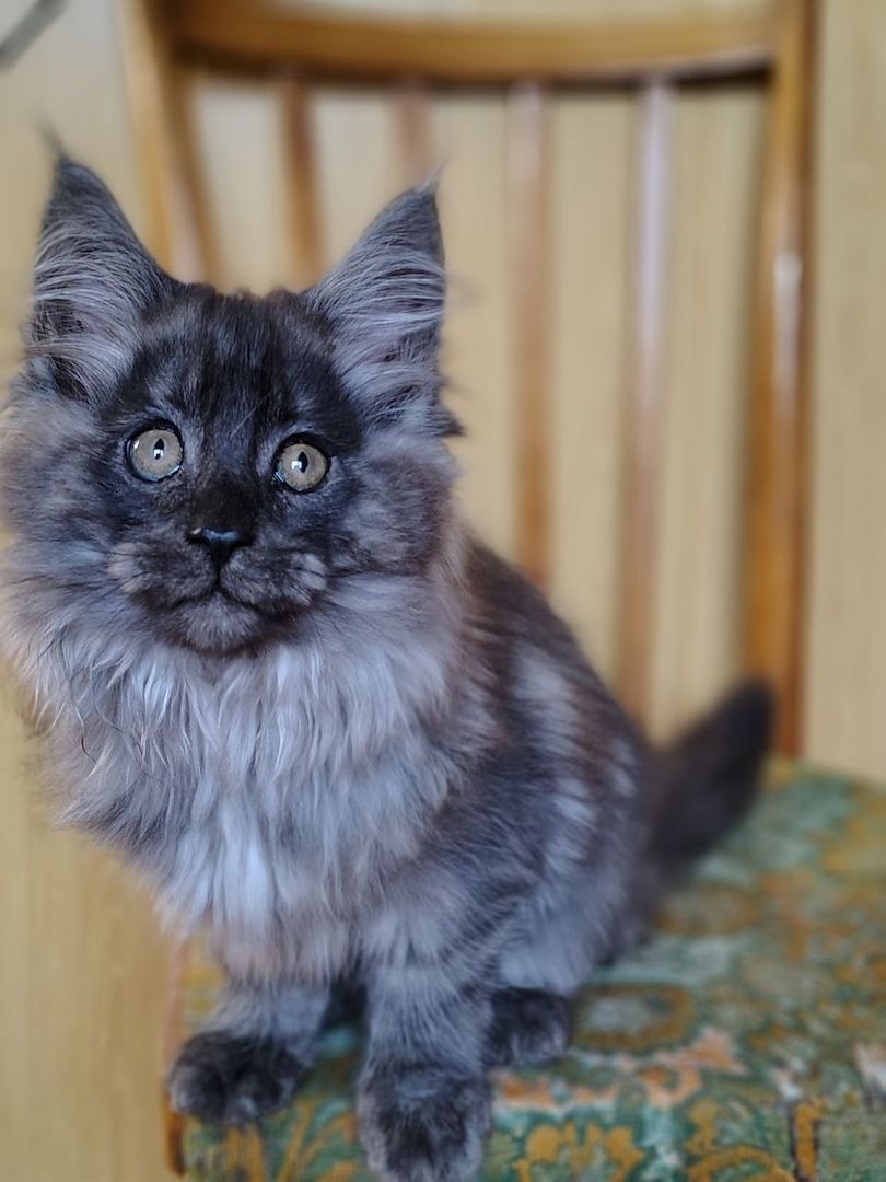 Reinrassige Maine Coon Kätzchen mit Stammbaum (WCF) Reinrassige Maine Coon Kätzchen mit Stammbaum (WCF)