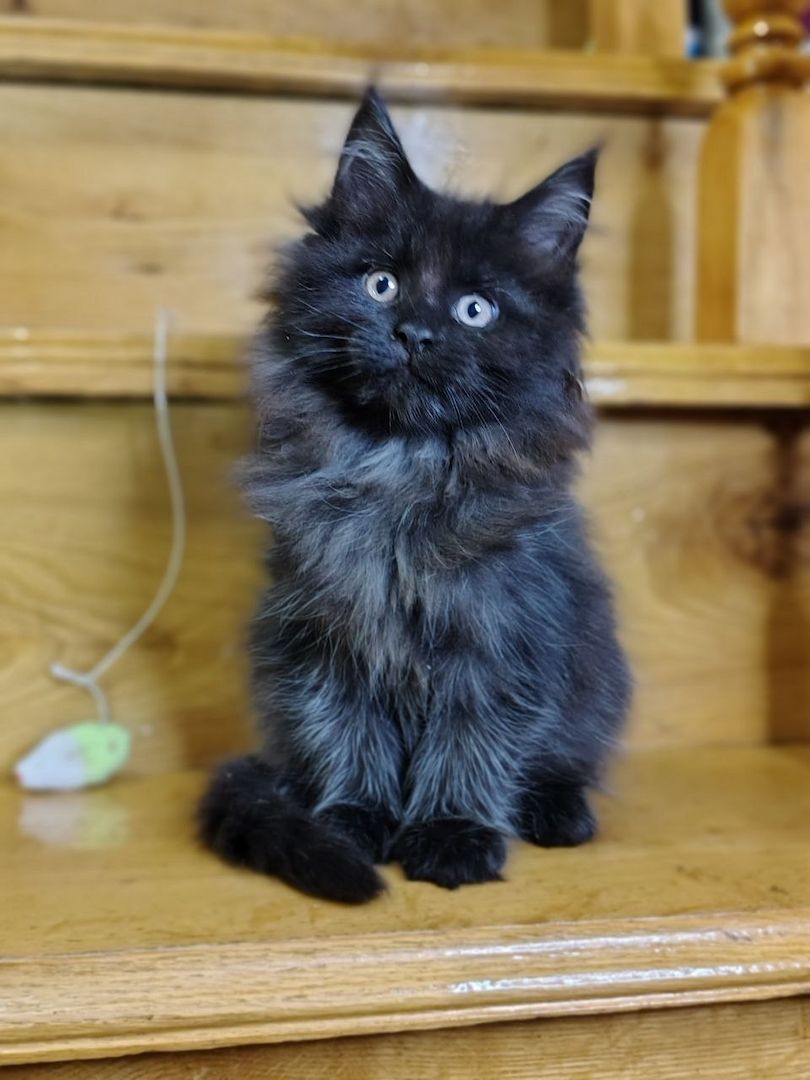 Reinrassige Maine Coon Kätzchen mit Stammbaum (WCF) Reinrassige Maine Coon Kätzchen mit Stammbaum (WCF)