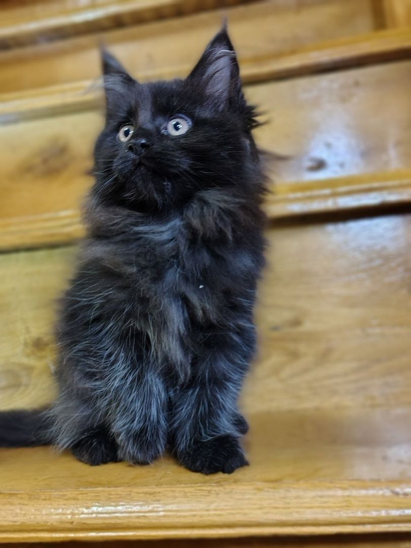 Reinrassige Maine Coon Kätzchen mit Stammbaum (WCF) Reinrassige Maine Coon Kätzchen mit Stammbaum (WCF)