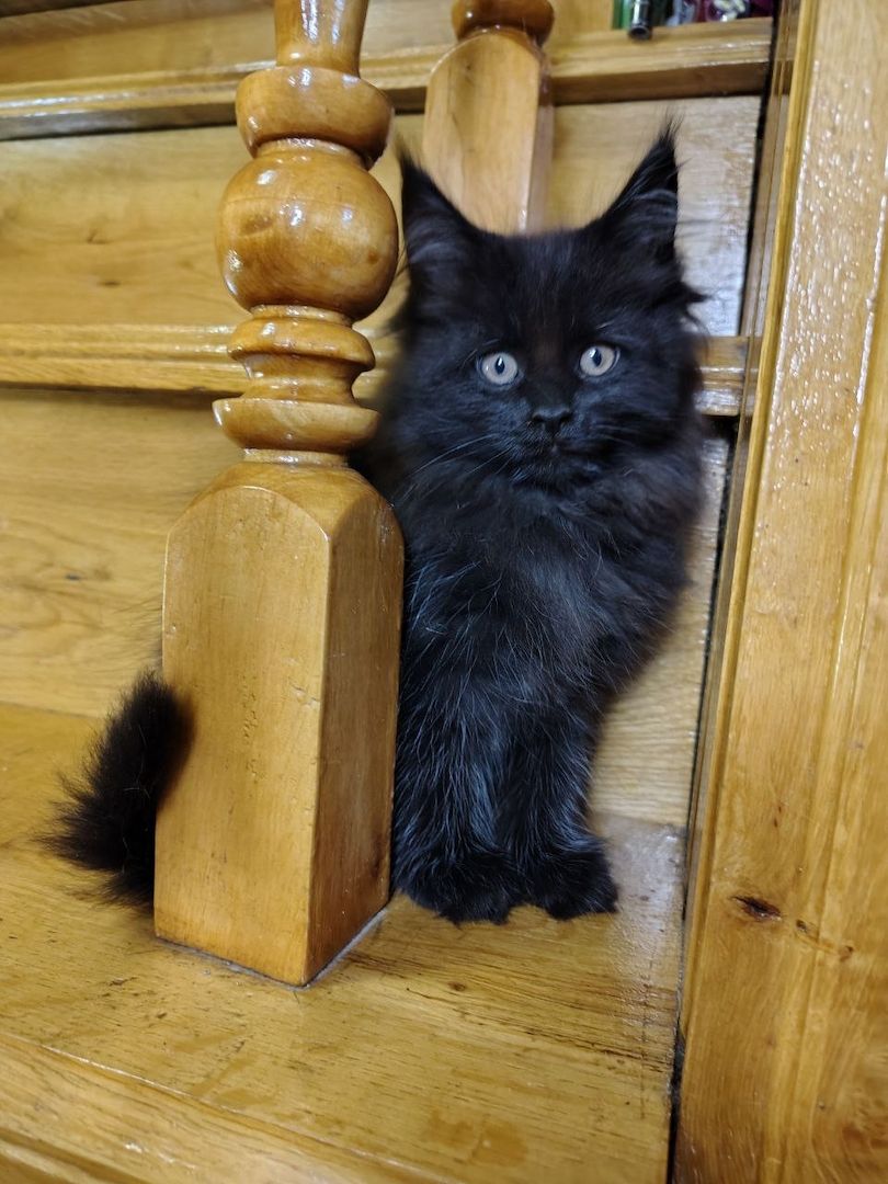 Reinrassige Maine Coon Kätzchen mit Stammbaum (WCF) Reinrassige Maine Coon Kätzchen mit Stammbaum (WCF)