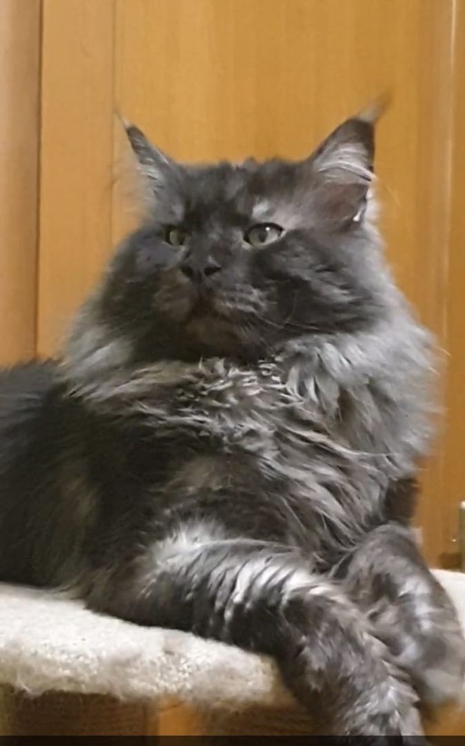 Reinrassige Maine Coon Kätzchen mit Stammbaum (WCF) Reinrassige Maine Coon Kätzchen mit Stammbaum (WCF)