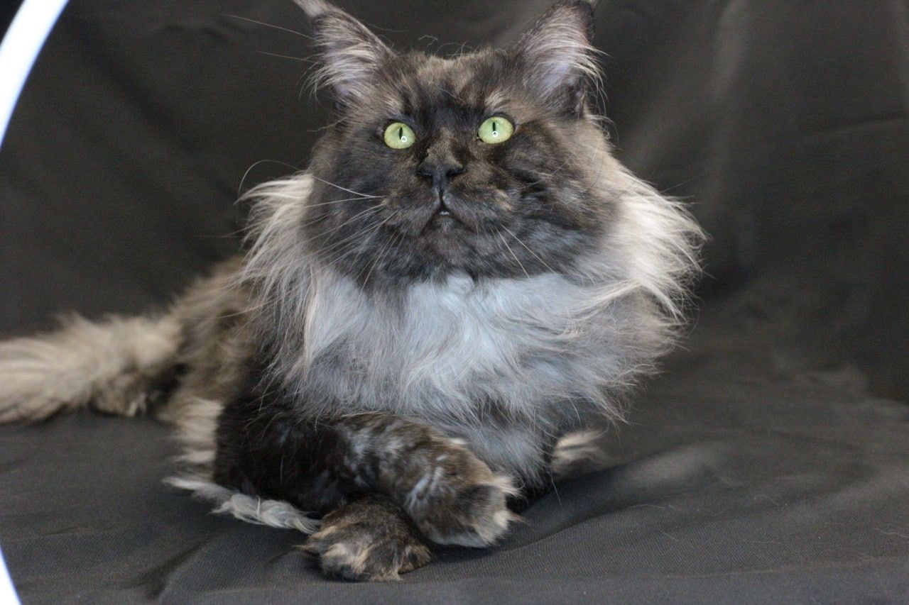 Reinrassige Maine Coon Kätzchen mit Stammbaum (WCF) Reinrassige Maine Coon Kätzchen mit Stammbaum (WCF)