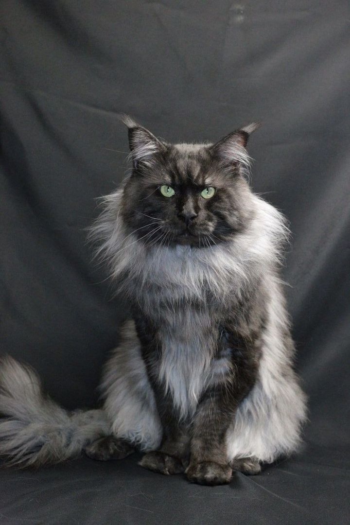 Reinrassige Maine Coon Kätzchen mit Stammbaum (WCF) Reinrassige Maine Coon Kätzchen mit Stammbaum (WCF)