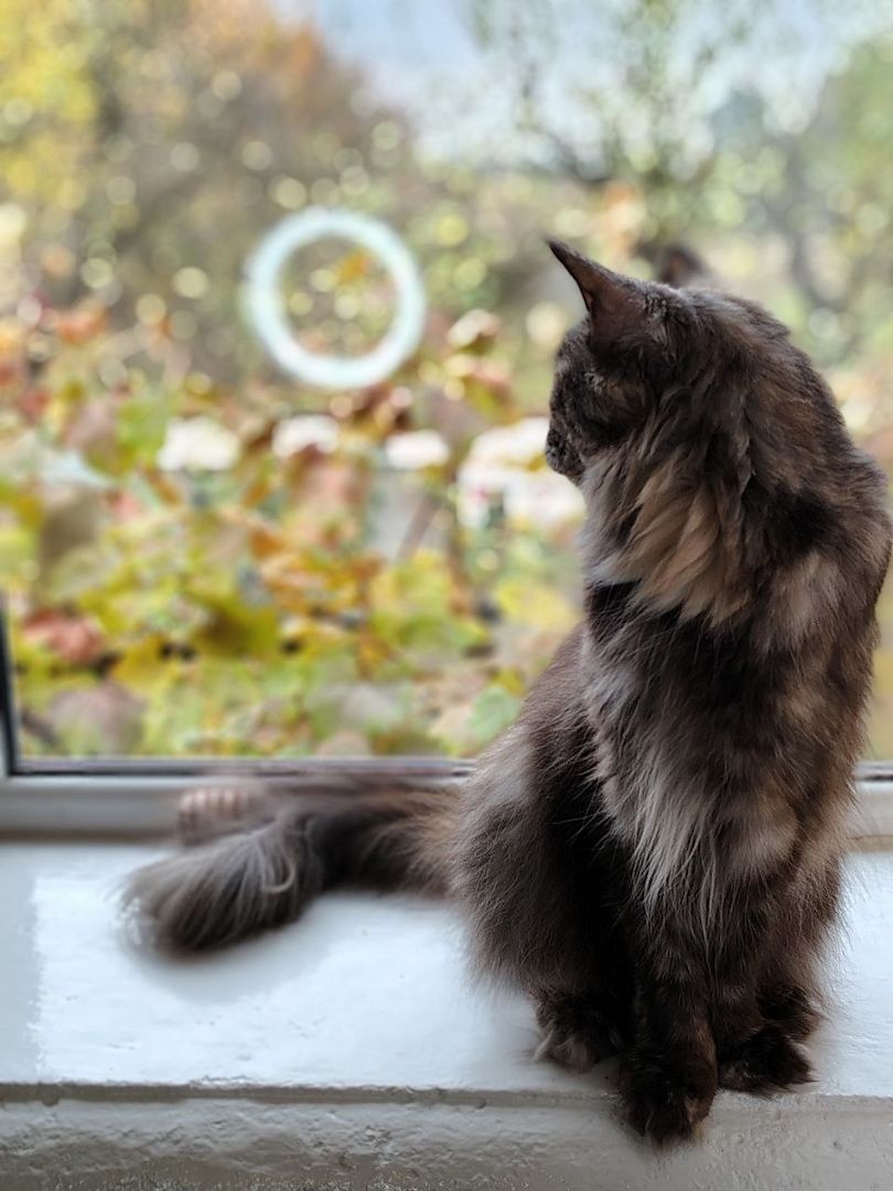 Reinrassige Maine Coon Kätzchen mit Stammbaum (WCF) Reinrassige Maine Coon Kätzchen mit Stammbaum (WCF)