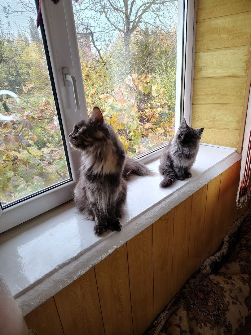 Reinrassige Maine Coon Kätzchen mit Stammbaum (WCF) Reinrassige Maine Coon Kätzchen mit Stammbaum (WCF)