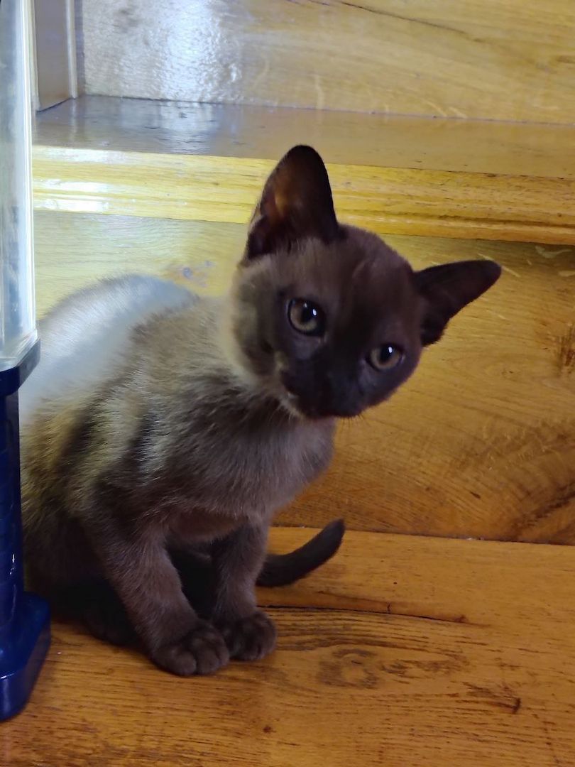 Burma-Kätzchen – Mädchen, Antiallergen, verschmust, Sobelfarbe, geboren am 28.07.2025 Burma-Kätzchen – Mädchen, Antiallergen, verschmust, Sobelfarbe, geboren am 28.07.2025