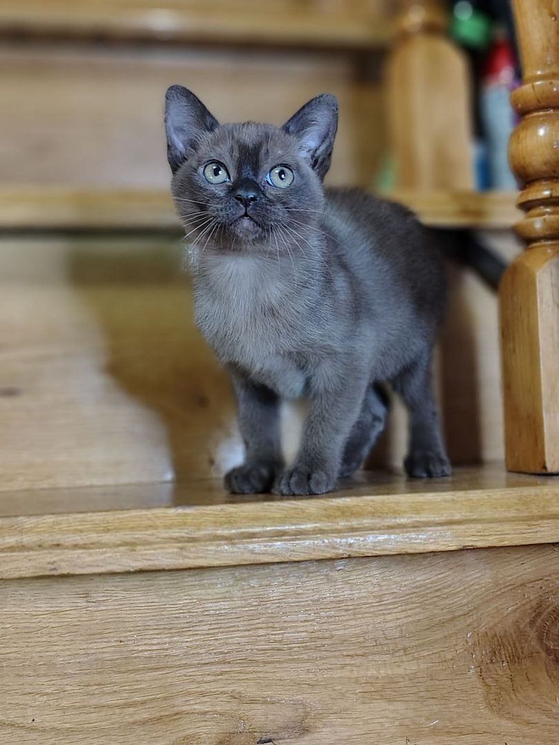 Burma-Kätzchen – Mädchen, Antiallergen, verschmust, Sobelfarbe, geboren am 28.07.2025 Burma-Kätzchen – Mädchen, Antiallergen, verschmust, Sobelfarbe, geboren am 28.07.2025