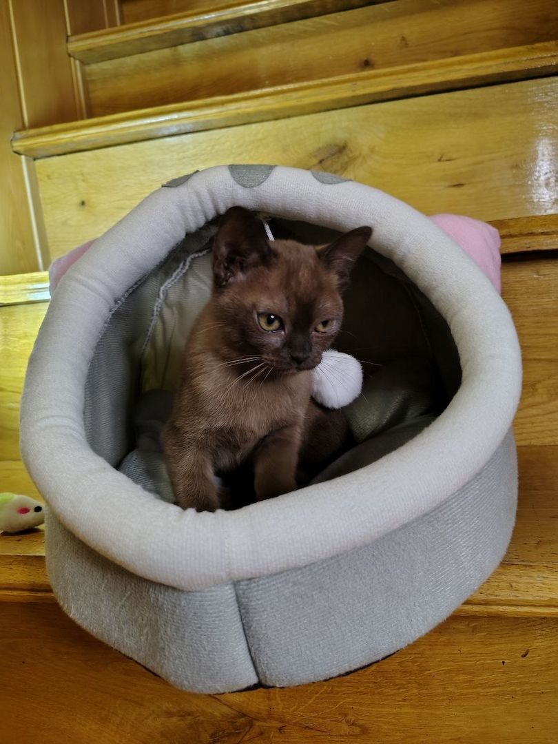 Burma-Kätzchen – Mädchen, Antiallergen, verschmust, Sobelfarbe, geboren am 28.07.2025 Burma-Kätzchen – Mädchen, Antiallergen, verschmust, Sobelfarbe, geboren am 28.07.2025