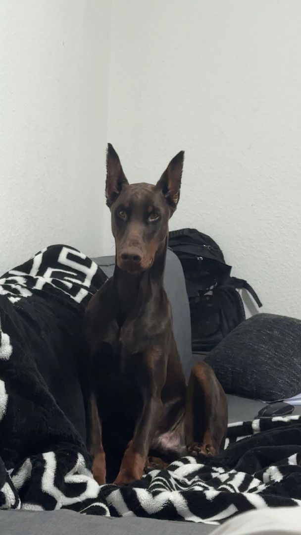 Dobermann rüde
