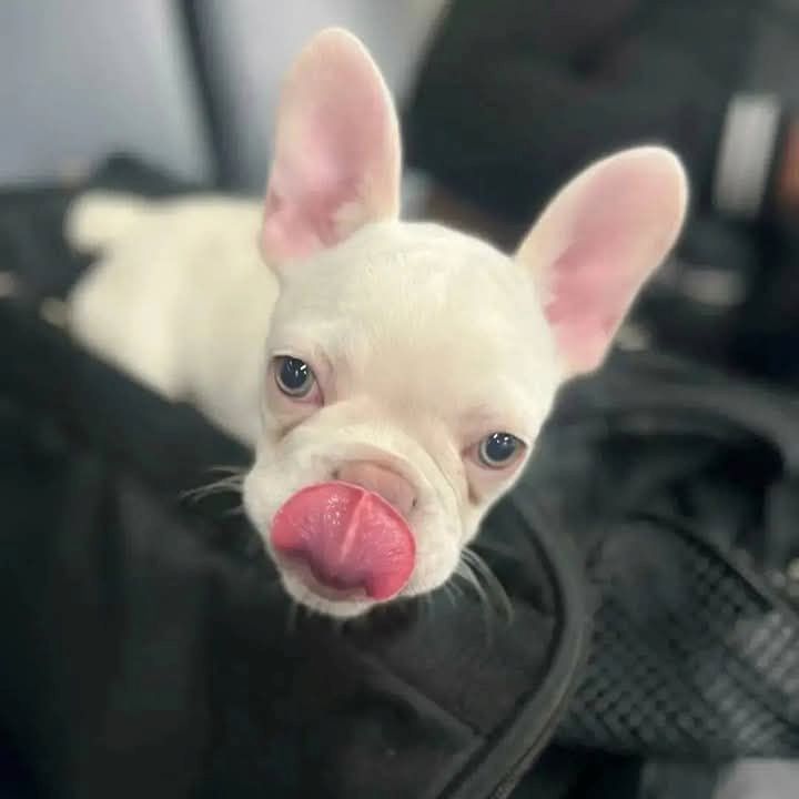 Bezaubernde Französische Bulldoggenwelpen, die jetzt zur Vermittlung bereit sind.