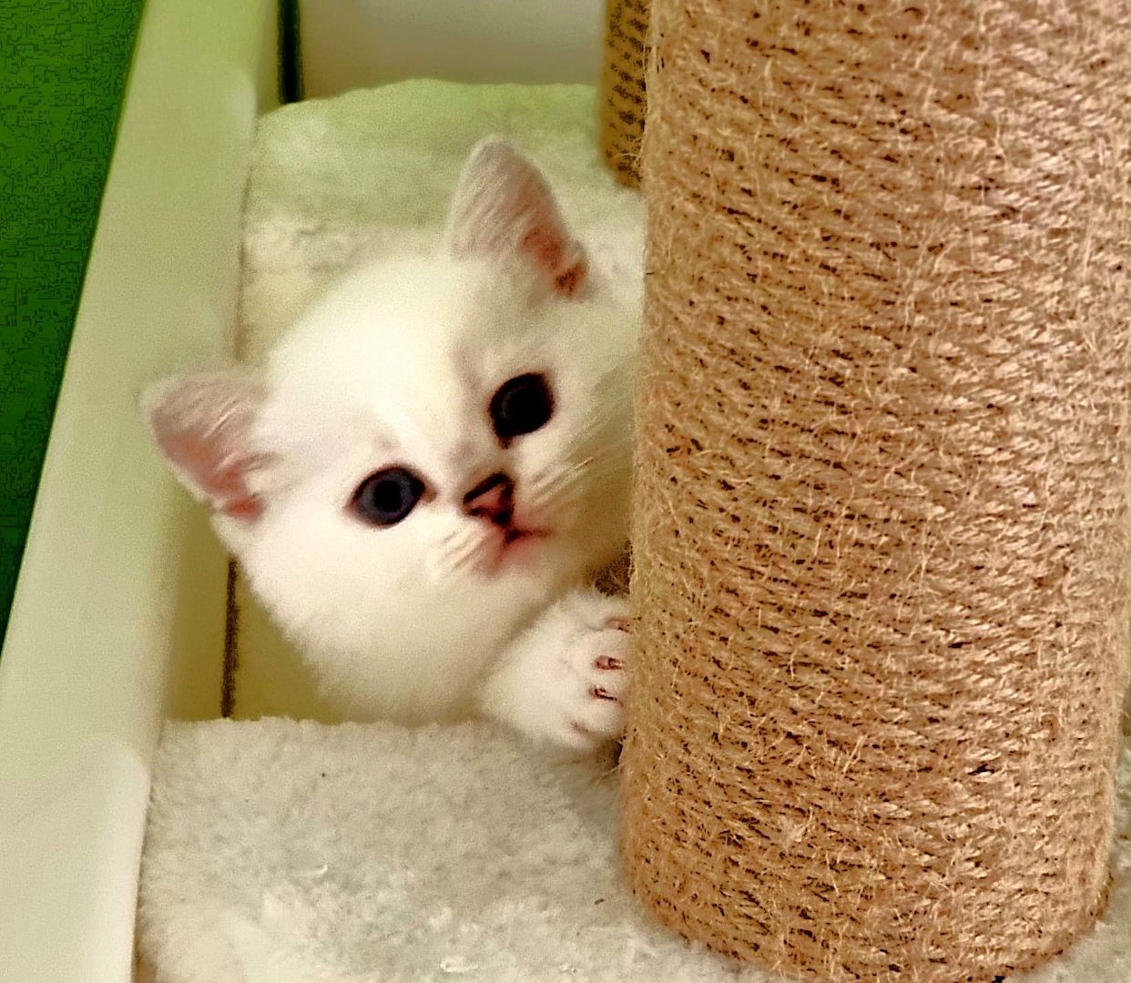 Supersüße Kitten mit blauen Augen BKH seal-silver-shaded-point ns 11 33 reinrassig!