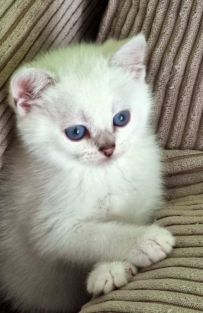 Supersüße Kitten mit blauen Augen BKH seal-silver-shaded-point ns 11 33 reinrassig!