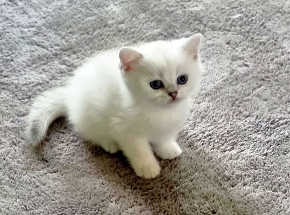 Supersüße Kitten mit blauen Augen BKH seal-silver-shaded-point ns 11 33 reinrassig!