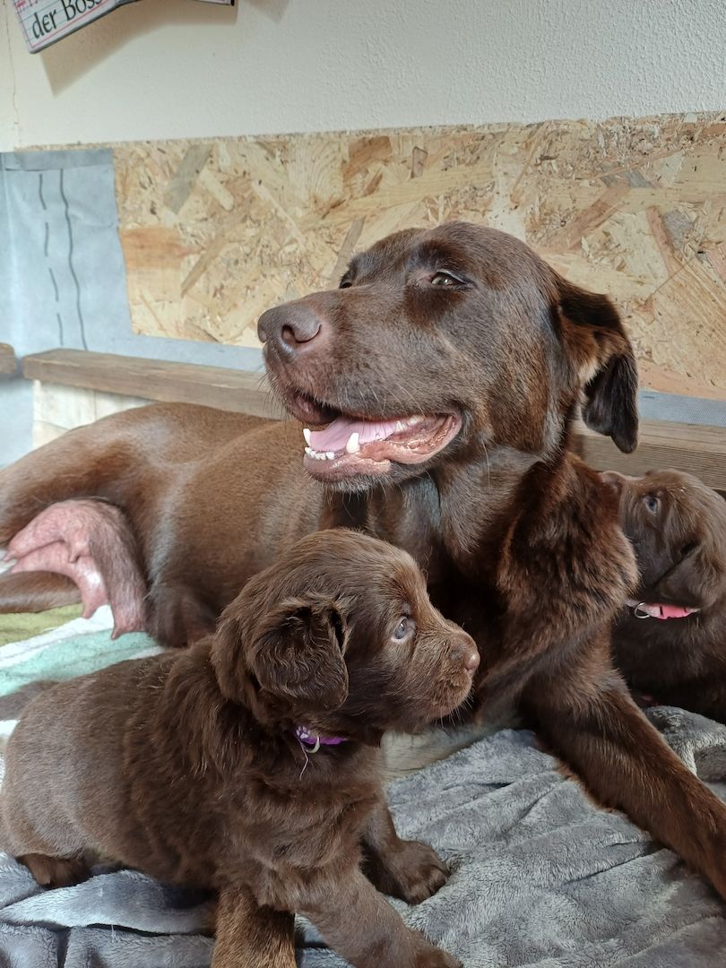 Labrador Welpen braun