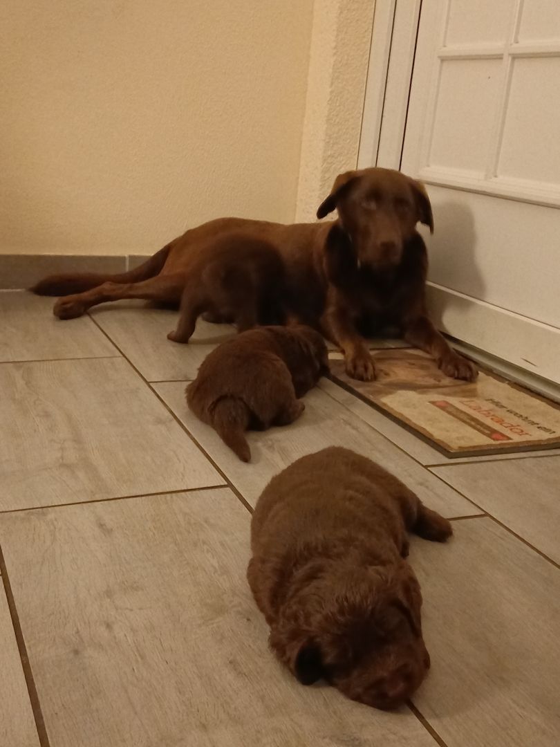 Labrador Welpen braun