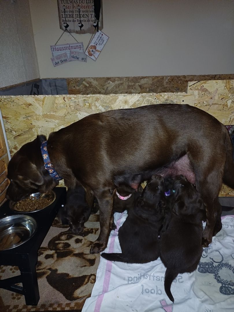 Labrador Welpen braun