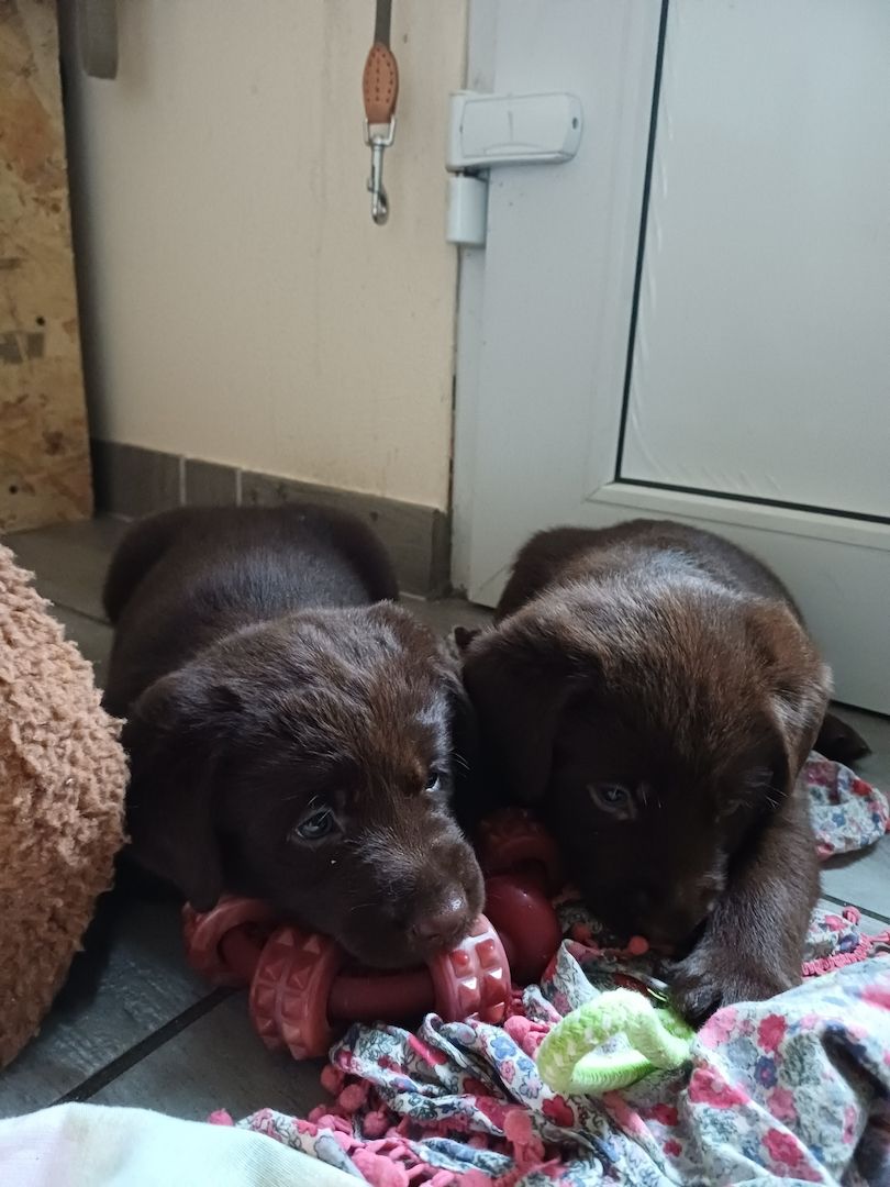 Labrador Welpen braun