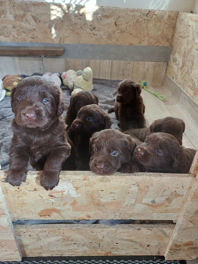 Labrador Welpen braun