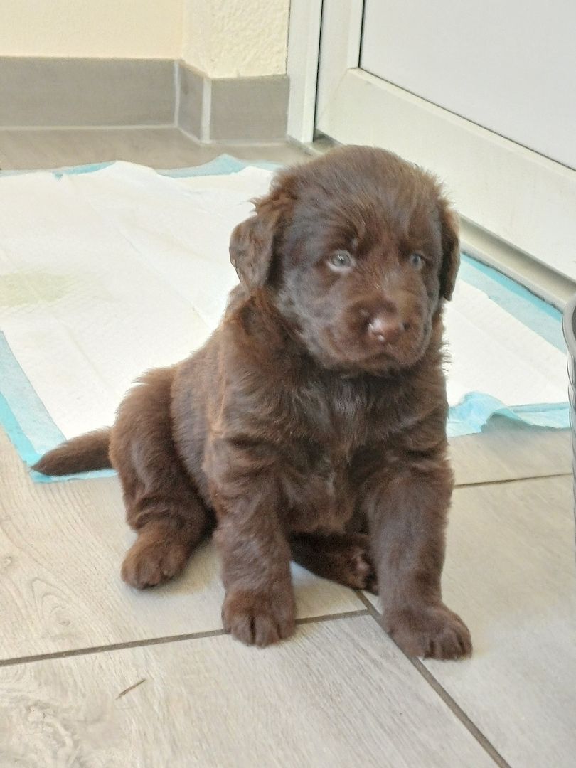 Labrador Welpen braun