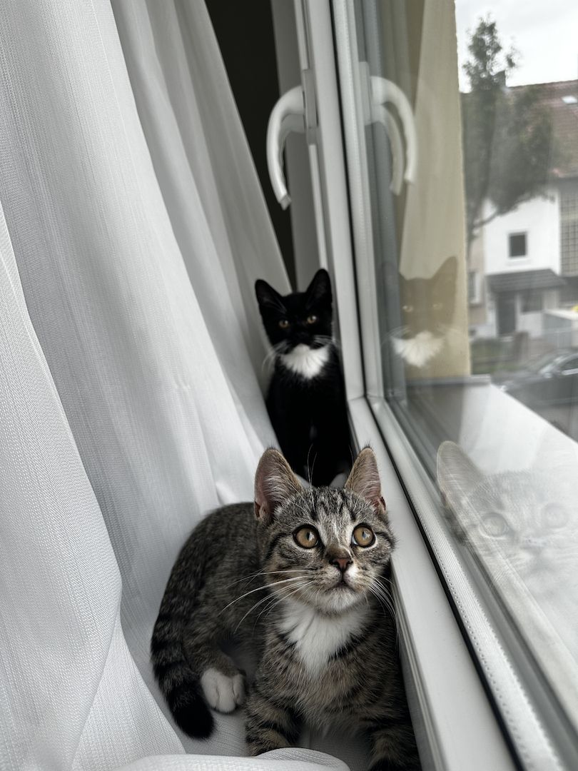 2 Babykatzen zu verkaufen 2 Babykatzen zu verkaufen