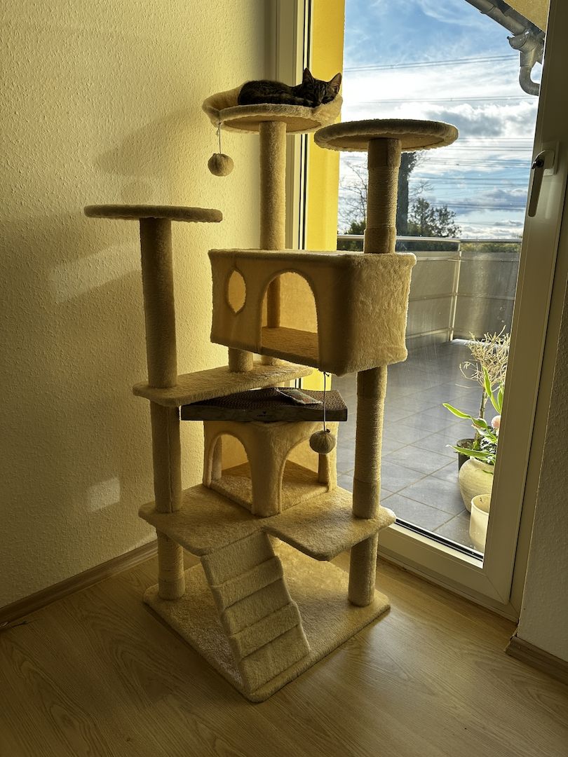 2 Babykatzen zu verkaufen 2 Babykatzen zu verkaufen