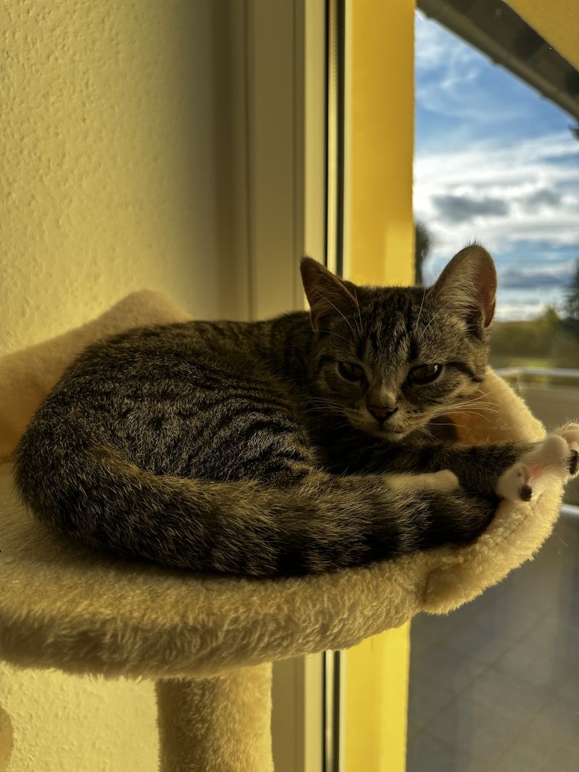 2 Babykatzen zu verkaufen 2 Babykatzen zu verkaufen