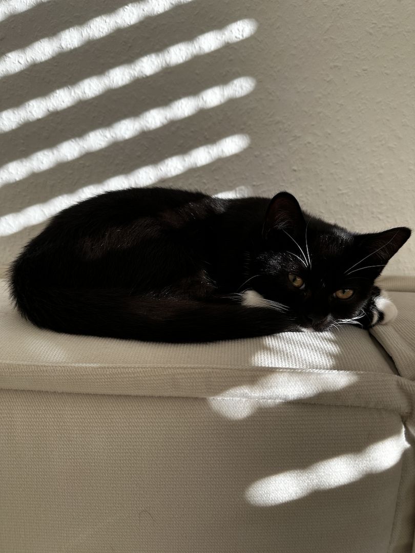 2 Babykatzen zu verkaufen 2 Babykatzen zu verkaufen