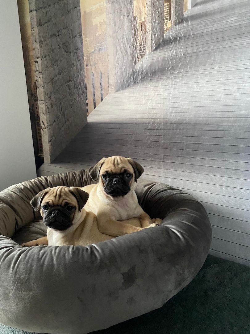 Mopswelpen Mopswelpen