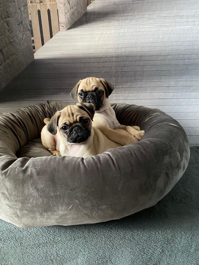 Mopswelpen Mopswelpen