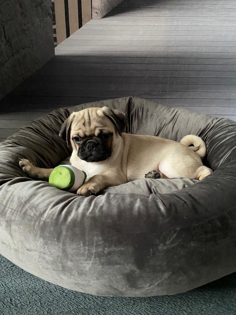 Mopswelpen Mopswelpen