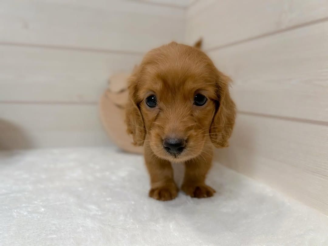 weiblicher Dackelwelpe zur Adoption weiblicher Dackelwelpe zur Adoption