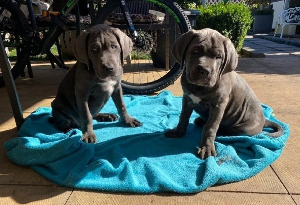 Cane Corso Welpen abzugeben