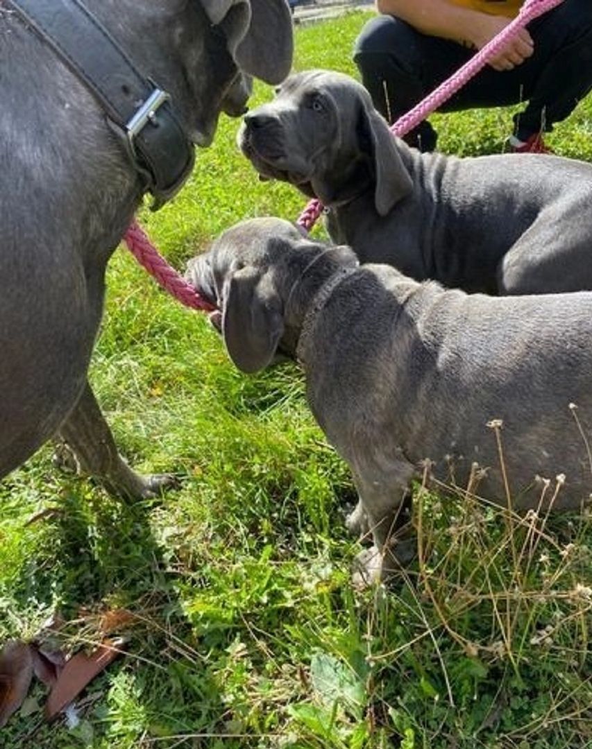 Cane Corso Welpen abzugeben
