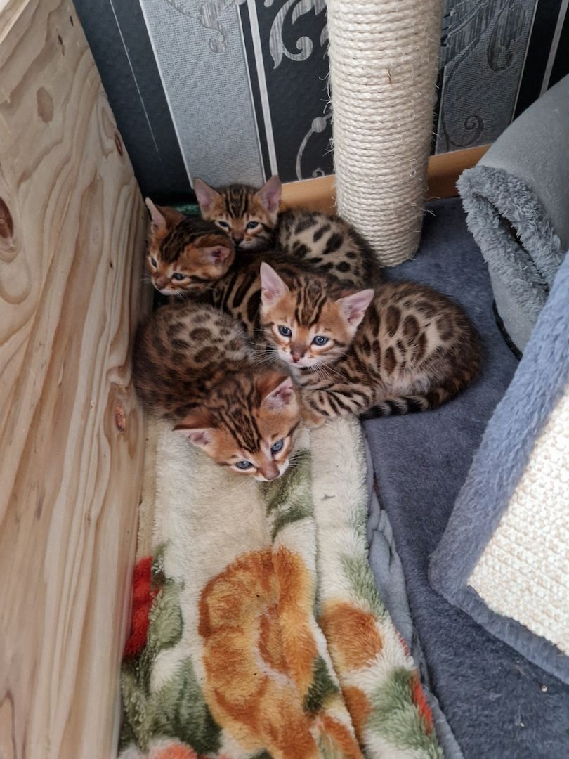 Bengal Kitten Bengal Kitten