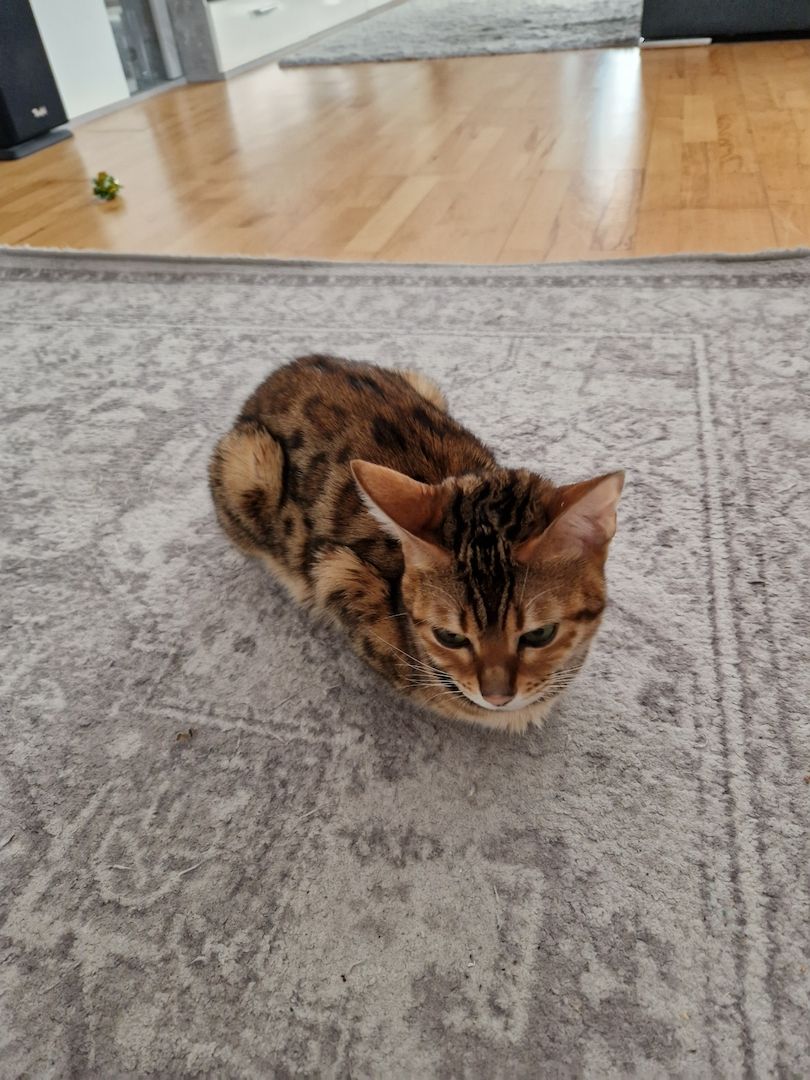 Bengal Kitten Bengal Kitten