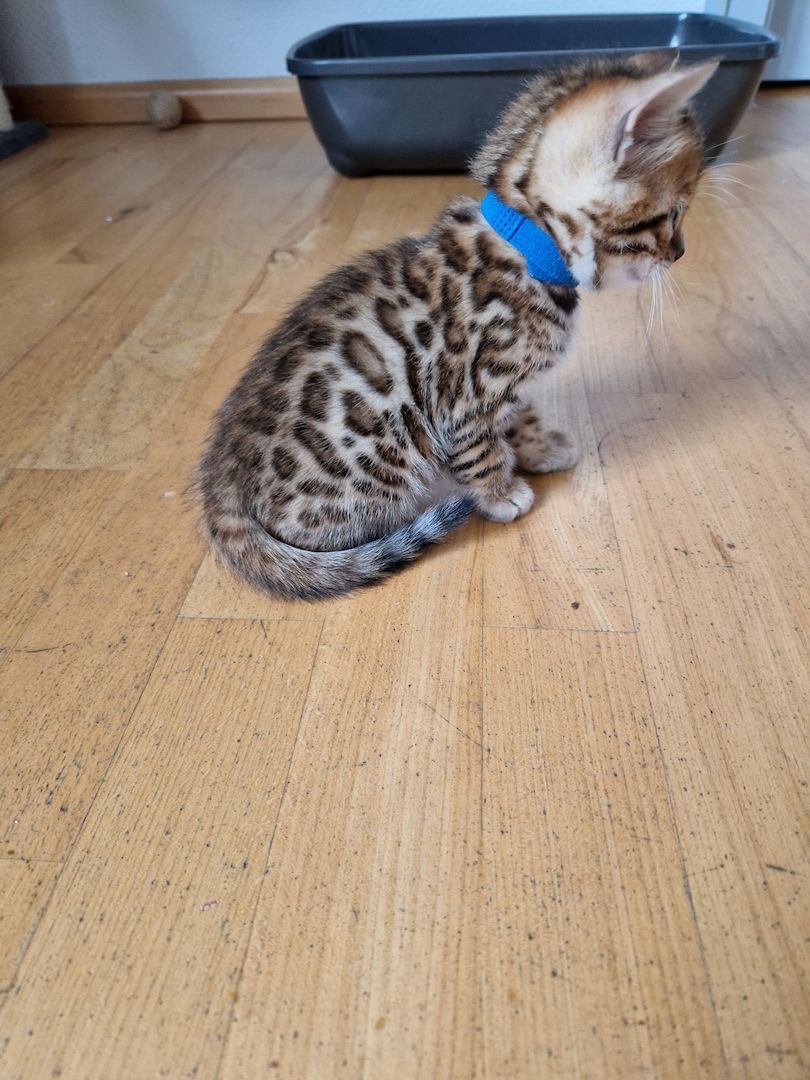 Bengal Kitten Bengal Kitten