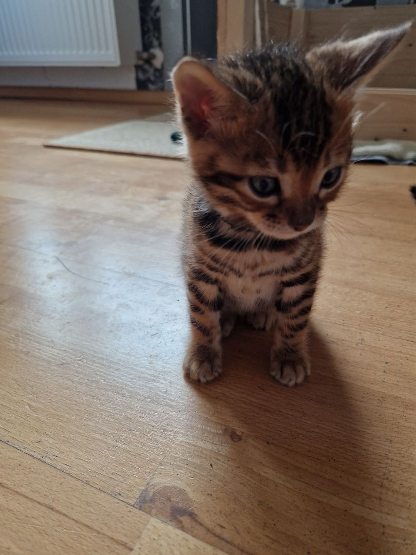 Bengal Kitten Bengal Kitten