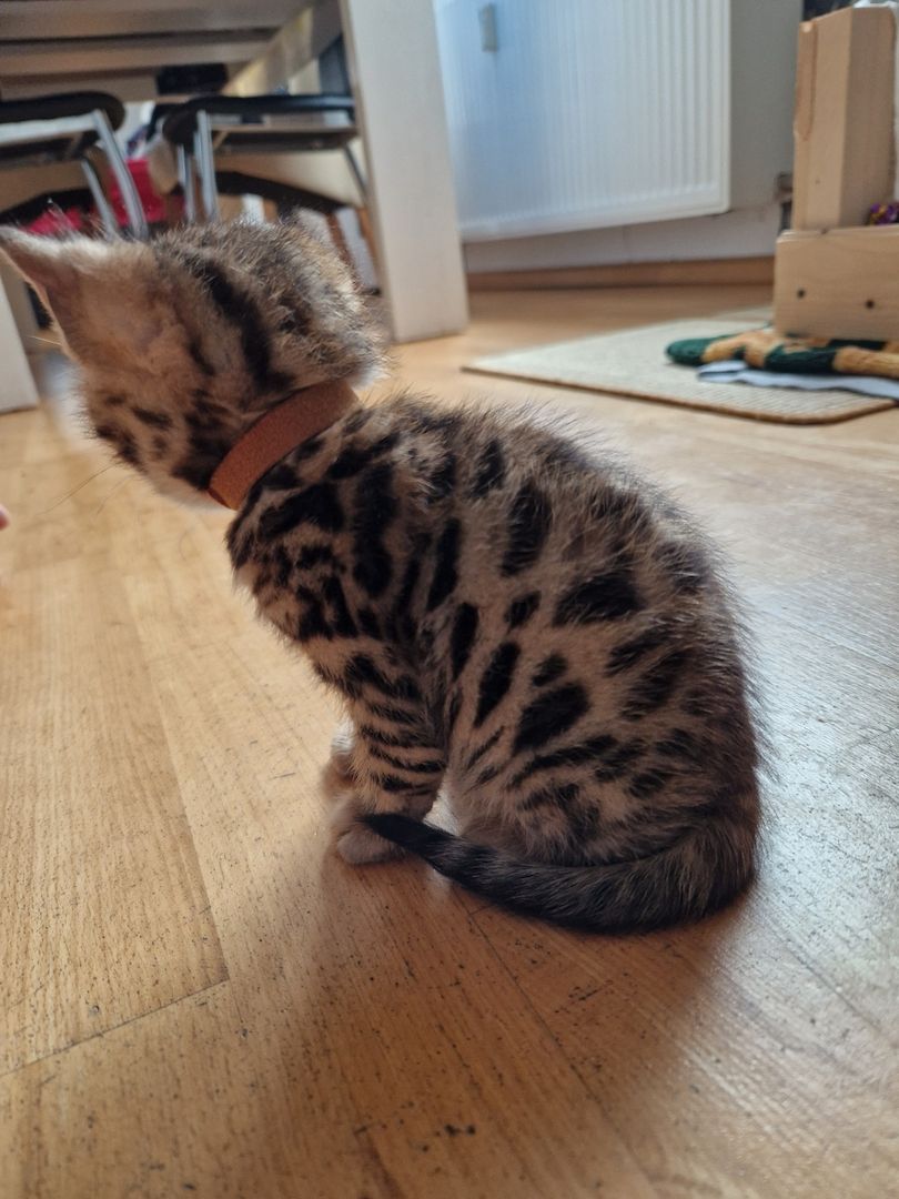 Bengal Kitten Bengal Kitten