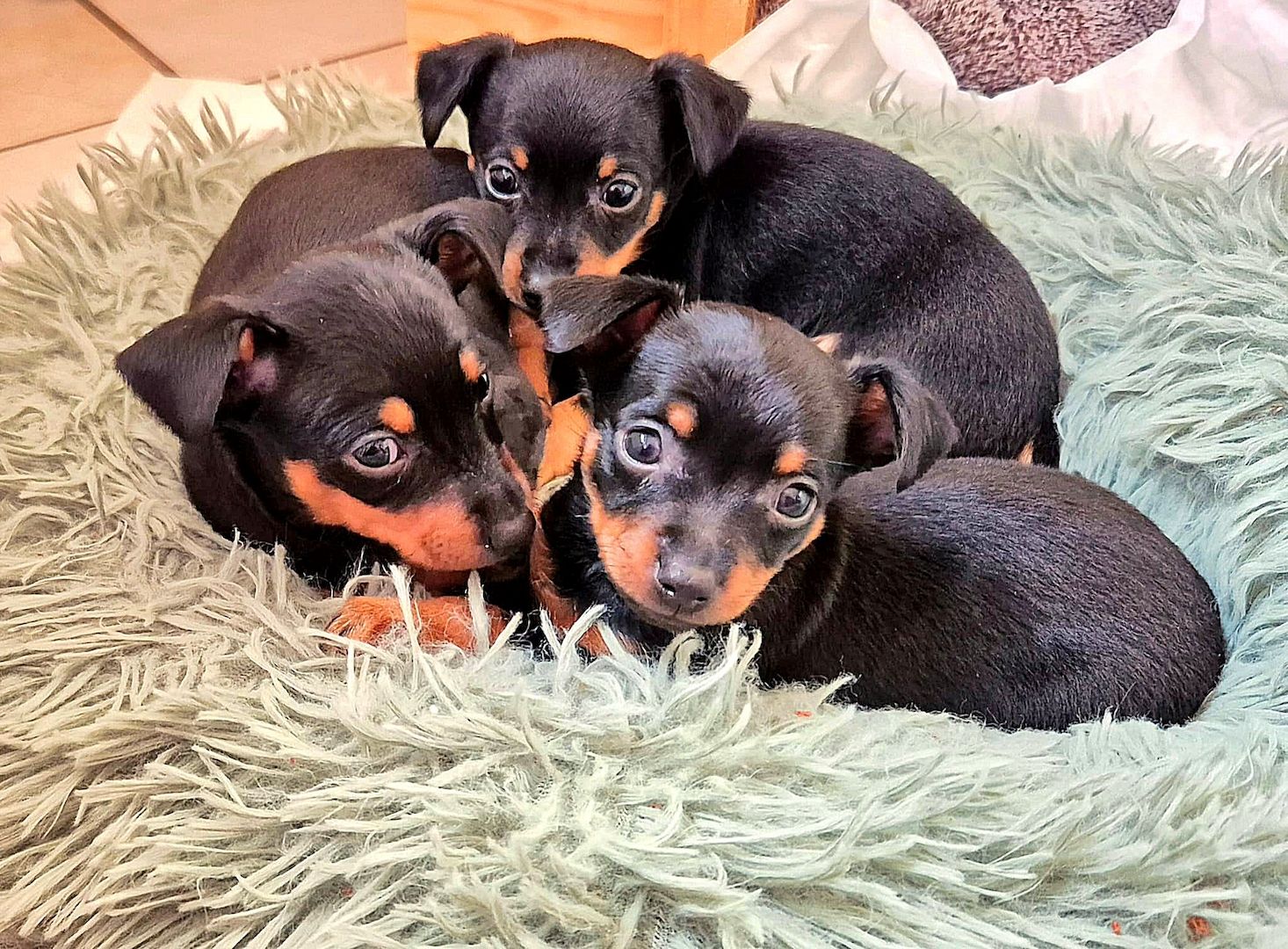 Prager Rattler Welpen männlich und weiblich