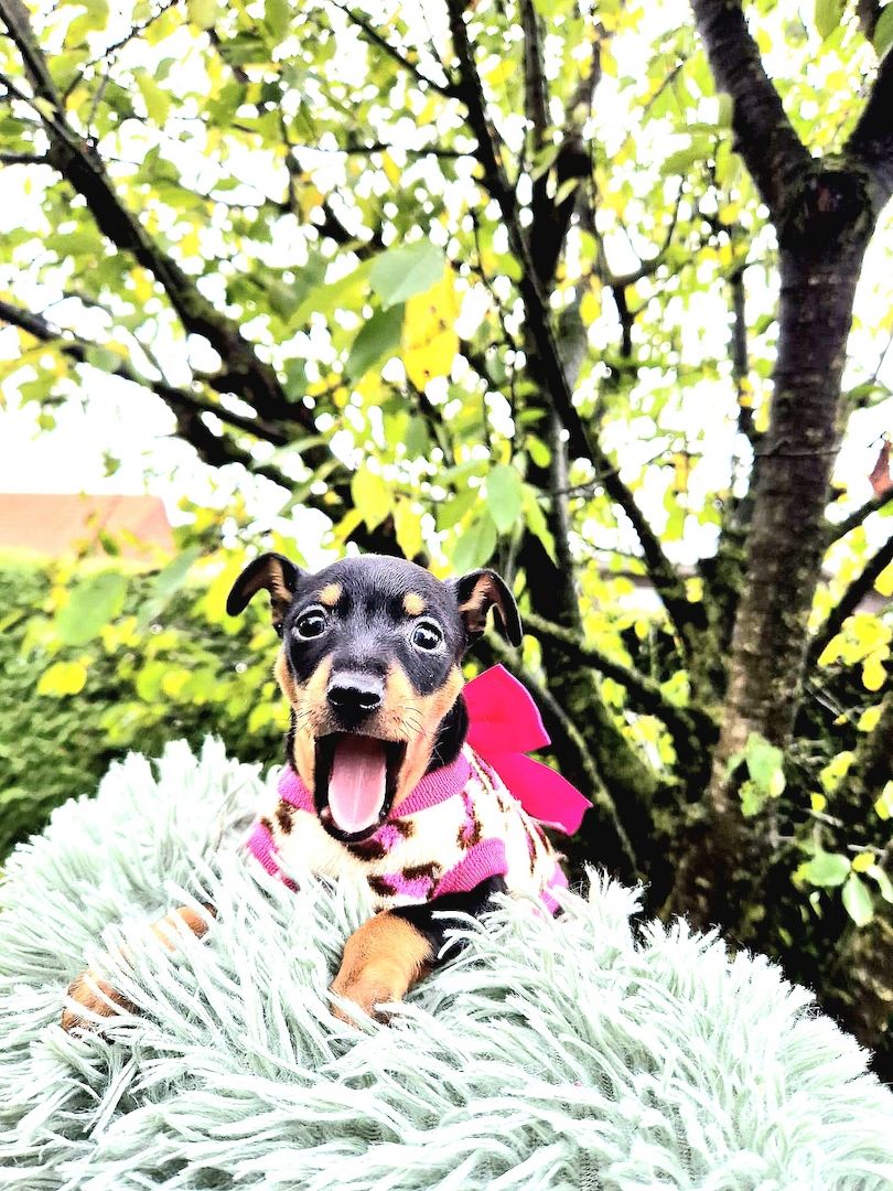 Prager Rattler Welpen männlich und weiblich