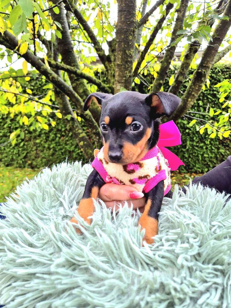 Prager Rattler Welpen männlich und weiblich