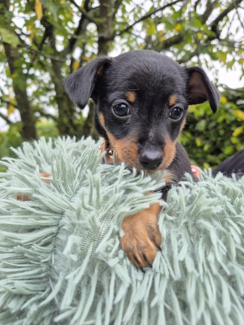 Prager Rattler Welpen männlich und weiblich